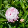 Paeonia Bulb Lactiflora Sarah Bernhardt Peony 2/3 Eye