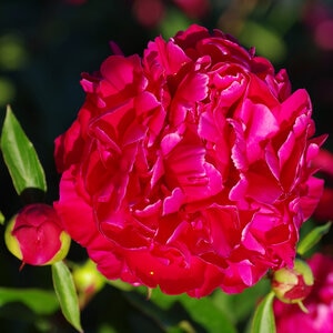 Paeonia Bulb Lactiflora Karl Rosenfield Peony 2/3 Eye 1 Count Bag