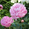 Paeonia Bulb Lactiflora Sarah Bernhardt Peony 2/3 Eye