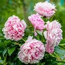 Paeonia Bulb Lactiflora Sarah Bernhardt Peony 2/3 Eye