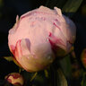 Paeonia Bulb Lactiflora Sarah Bernhardt Peony 2/3 Eye