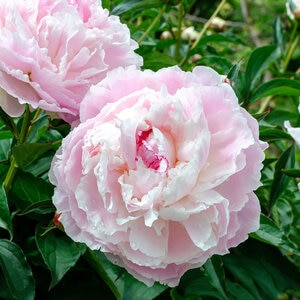 Paeonia Bulb Lactiflora Shirley Temple Peony 2/3 Eye 1 Count Bag