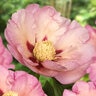 Paeonia Bulb Pastel Splendor Itoh Peony