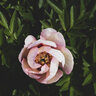 Paeonia Bulb Pastel Splendor Itoh Peony
