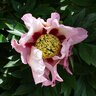 Paeonia Bulb Pastel Splendor Itoh Peony