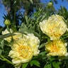 Paeonia Bulb Bartzella Itoh Peony