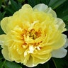 Paeonia Bulb Bartzella Itoh Peony