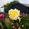 Paeonia Bulb Bartzella Itoh Peony