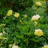 Paeonia Bulb Bartzella Itoh Peony