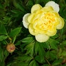 Paeonia Bulb Bartzella Itoh Peony