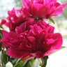 Paeonia Bulb Lactiflora Big Ben Peony