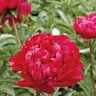 Paeonia Bulb Lactiflora Big Ben Peony