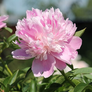 Paeonia Bulb Lactiflora Monsieur Jules Elie Peony 1 Count Bag