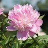 Paeonia Bulb Lactiflora Monsieur Jules Elie Peony