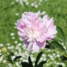 Paeonia Bulb Lactiflora Monsieur Jules Elie Peony