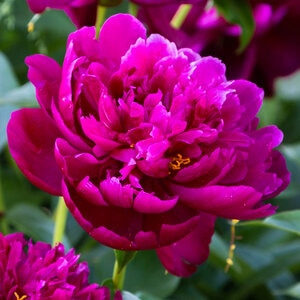 Paeonia Bulb Lactiflora Peter Brand Peony 1 Count Bag