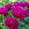Paeonia Bulb Lactiflora Peter Brand Peony
