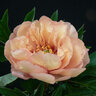 Paeonia Bulb Canary Brilliants Itoh Peony