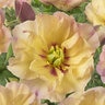 Paeonia Bulb Canary Brilliants Itoh Peony