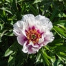 Paeonia Bulb Cora Louise Itoh Peony