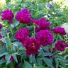 Paeonia Bulb Lactiflora Peter Brand Peony
