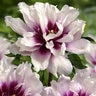 Paeonia Bulb Cora Louise Itoh Peony