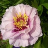 Paeonia Bulb Cora Louise Itoh Peony