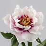 Paeonia Bulb Cora Louise Itoh Peony