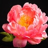 Paeonia Bulb Lactilfora Coral Charm Peony