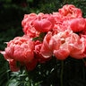 Paeonia Bulb Lactilfora Coral Charm Peony