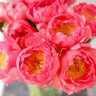 Paeonia Bulb Lactilfora Coral Charm Peony