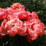 Paeonia Bulb Lactilfora Coral Charm Peony