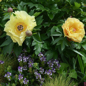 Paeonia Bulb Garden Treasure Itoh Peony 1 Count Bag
