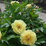 Paeonia Bulb Garden Treasure Itoh Peony