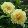Paeonia Bulb Garden Treasure Itoh Peony