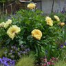 Paeonia Bulb Garden Treasure Itoh Peony