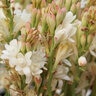 Polianthus Bulb Tuberosa The Pearl Double Tuberose 7/9
