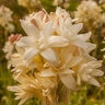 Polianthus Bulb Tuberosa The Pearl Double Tuberose 7/9