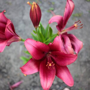 Rhodophiala Bulb Bifida Oxblood Lily 10/12 100 Count Bag