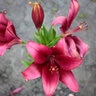 Rhodophiala Bulb Bifida Oxblood Lily 10/12