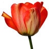 Tulipa Bulb Darwin Hybrid American Dream Tulip
