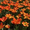 Tulipa Bulb Darwin Hybrid American Dream Tulip