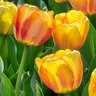 Tulipa Bulb Darwin Hybrid Beauty of Spring Tulip