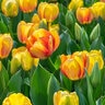 Tulipa Bulb Darwin Hybrid Beauty of Spring Tulip