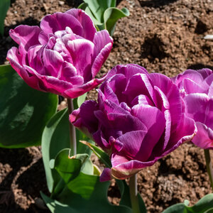 Tulipa Bulb Double Late Blue Diamond Tulip Each