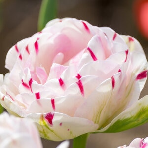 Tulipa Bulb Double Late Carnival De Nice Tulip Each