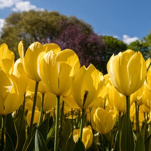 Tulipa Bulb Darwin Hybrid Golden Apeldoorn Tulip
