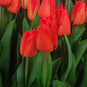 Tulipa Bulb Darwin Hybrid Lalibela Tulip 100 Count Bag
