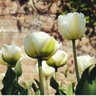 Tulipa Bulb Double Late Mount Tacoma Tulip