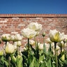 Tulipa Bulb Double Late Mount Tacoma Tulip